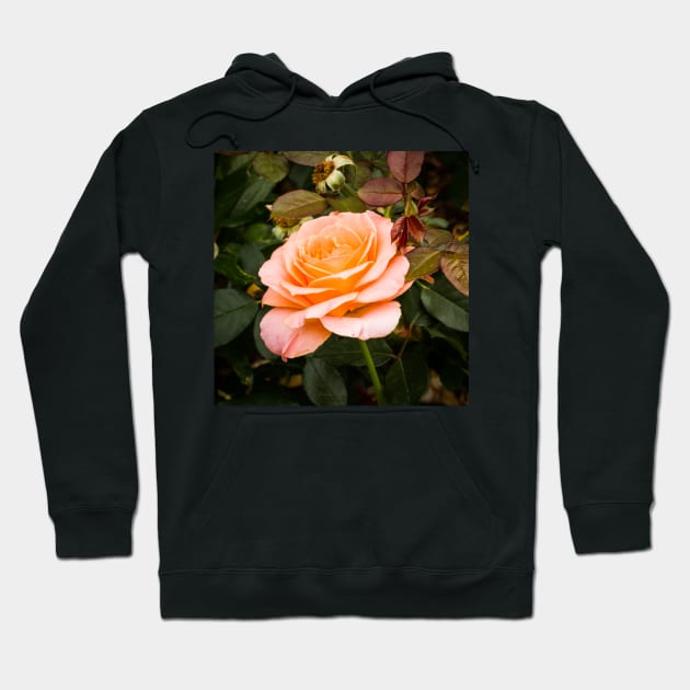 Solitary rose Hoodie by thadz